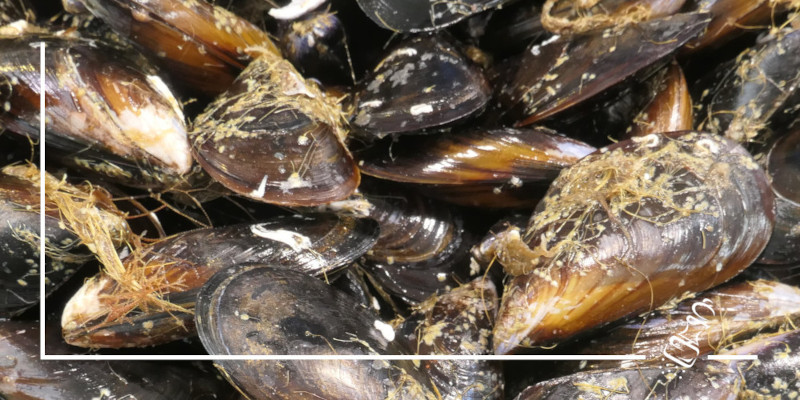 paella de senoret