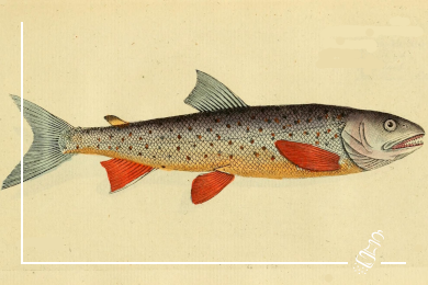 saiblingsfilets im speckmantel