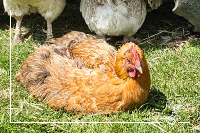 huhn 390