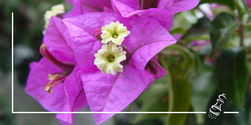 bougainvillea