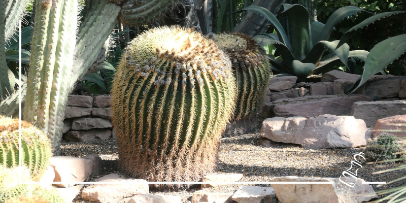 echinocatus grusonii