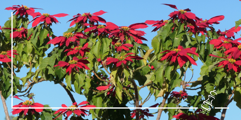 flor de pascua